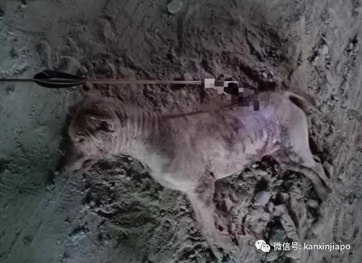 血腥慎点!马来西亚两男子当街用弓箭射杀野狗