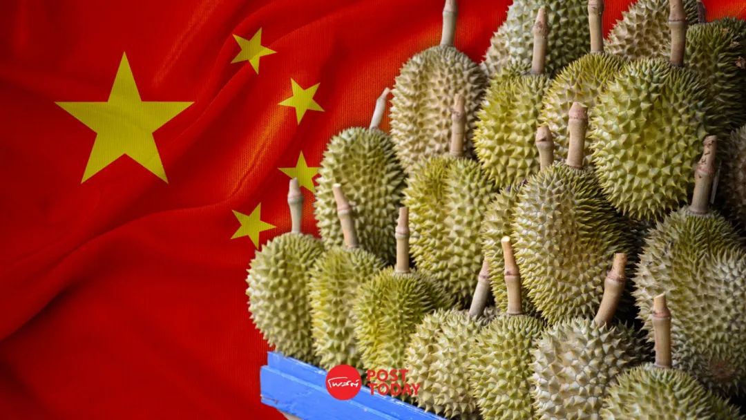 创收7.17亿美元！泰国榴梿对华出口稳增