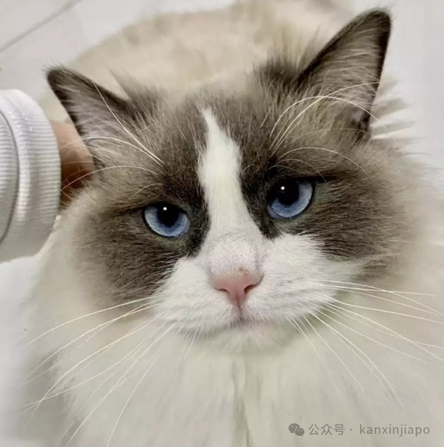 在新加坡养猫到底麻烦不？