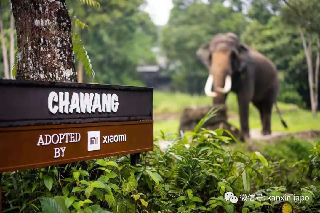小米新加坡牵手Night Safari动物园网红大象,温情满满