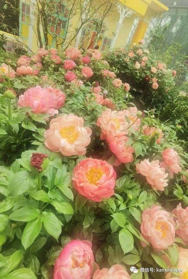 探访新加坡最美花园，只可惜这里的牡丹似乎缺少了点野性...