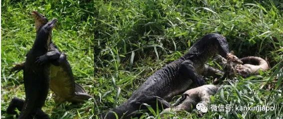 新加坡公园出现两条巨蜥激烈搏斗!只为了吞噬死去的同类…