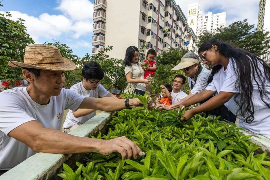 新加坡园艺节HortFest来袭!打卡三大新花园,体验香皂手作与露天电影