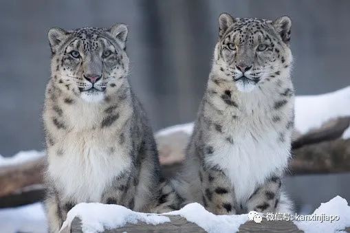 稀有雪豹因冠病去世;马国确诊病例稳定