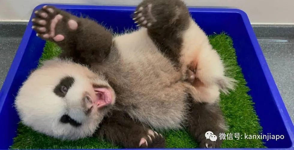 第一只在新加坡诞生的大熊猫宝宝名字公布!