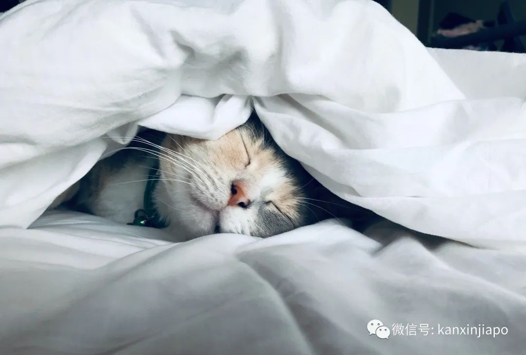 深夜emo的你并不孤独,新加坡超七成人睡眠不足