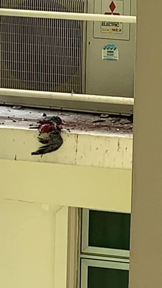 血肉模糊!鸽子大战乌鸦丧命,“丈夫”向前报仇