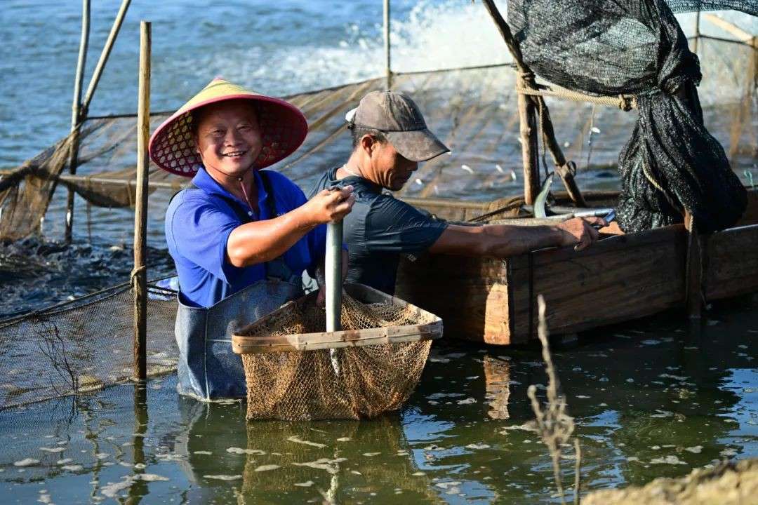 在新加坡莆田,吃顺德来的鳗鱼