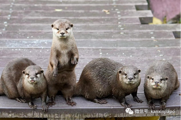 新加坡屠妖节再现水獭“犯案”事件,超三十条鱼惨招毒手...
