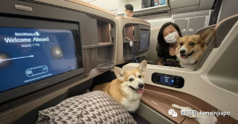 疫情期间如何携带宠物旅行？内附详细流程！