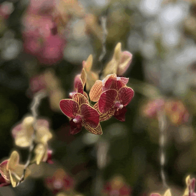 新加坡胡姬花园限时免费开放!还有孙燕姿、周迅命名的花