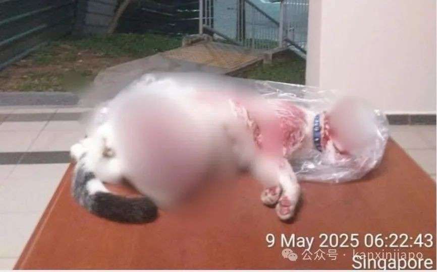 猫咪被虐致死，死状凄惨恐怖，新加坡律政部长怒斥：非人行为！